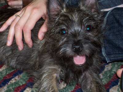 cairn terrier yorkie mix puppies for sale