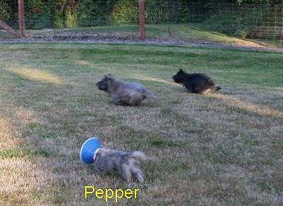 Pepper - Puppy Strangles