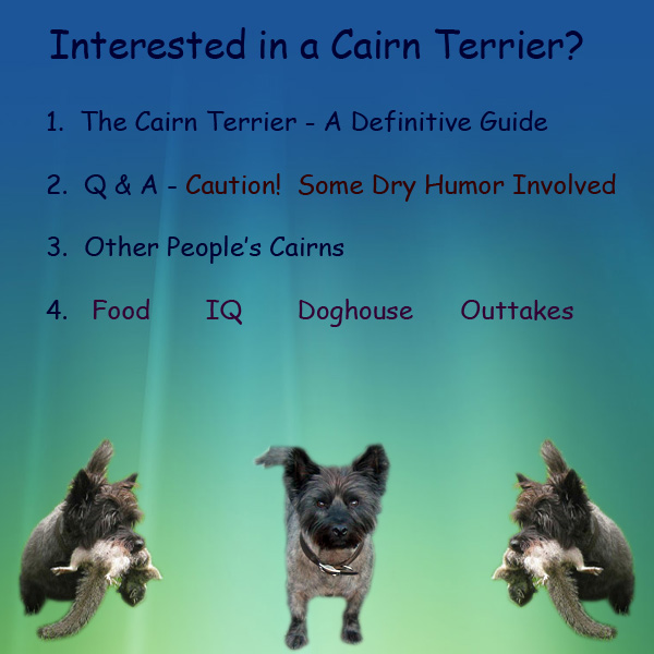 The Cairn Terrier