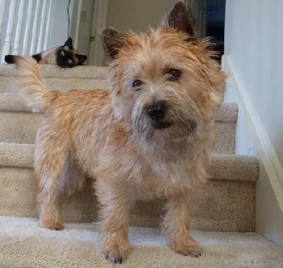 Coat Colors and Grooming
