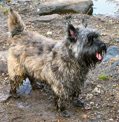 cairn terrier brindle