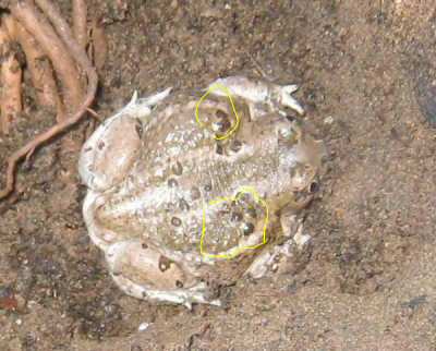 Spadefoot Toad