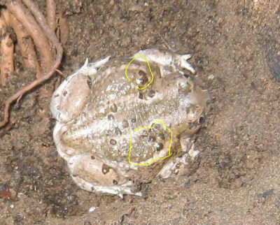 Spadefoot Toad