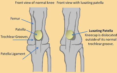 Luxating Patella