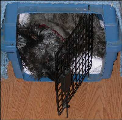 how to crate train a cairn terrier