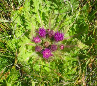 Thistle