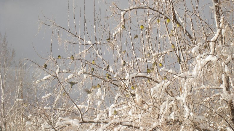 Gold Finches in the Sierra