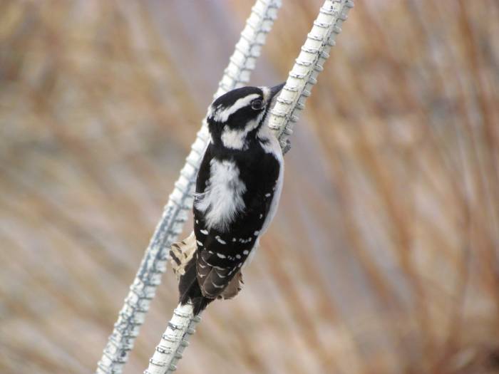 Downy Wood Pecker