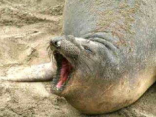 Elephant Seal