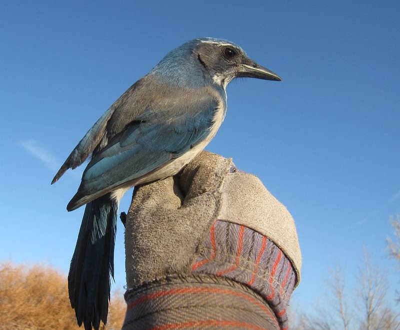 Scrub Jay