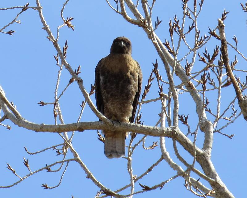 Red Tailed Hawk