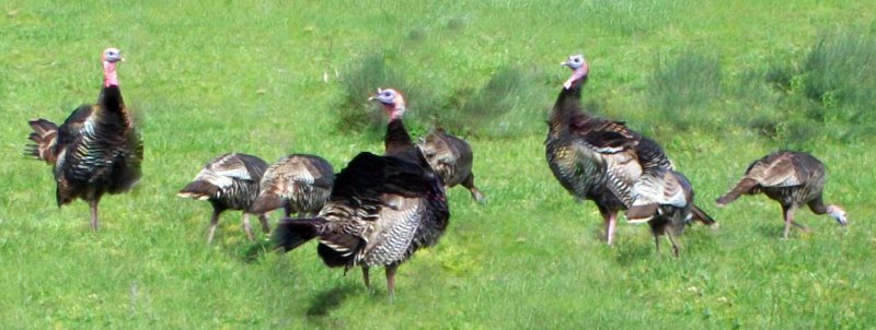 Coastal Turkeys