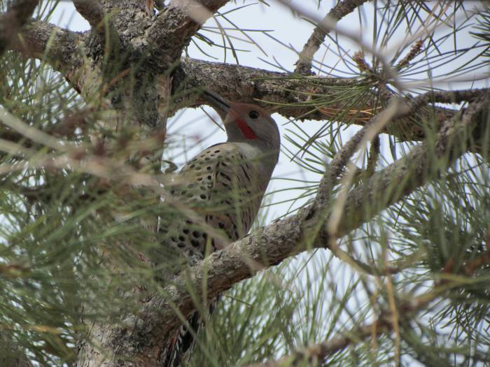 Red Shafted Flicker