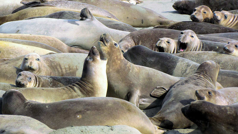 Elephant Seals