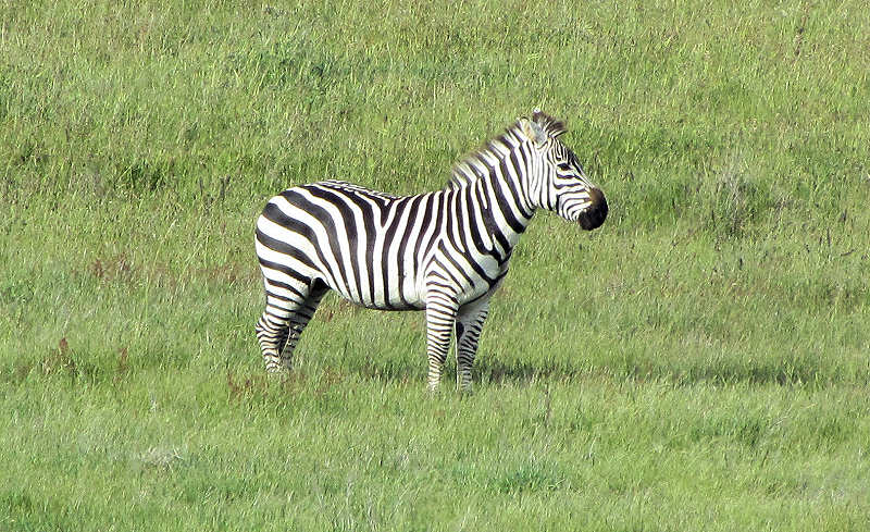 Zebra