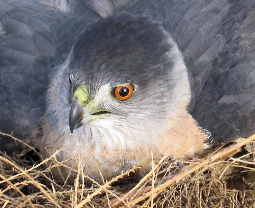 Cooper's Hawk