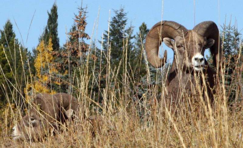 Big Horns - Courtesy of Pete, Up in the Yukon