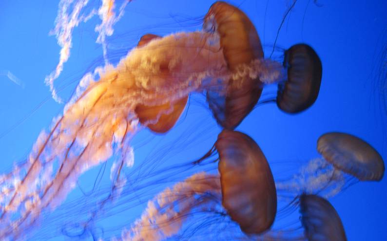 Jellyfish at the Monterrey Bay Aquarium