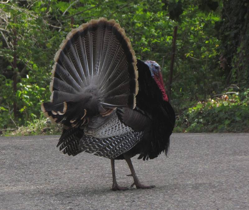 Gobbler