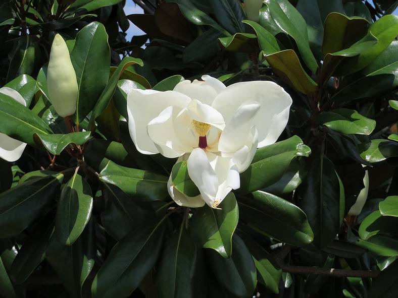 Magnolia