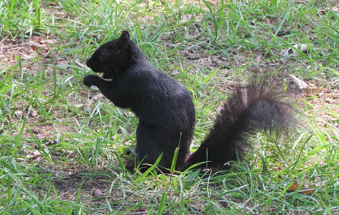 Black Squirrel