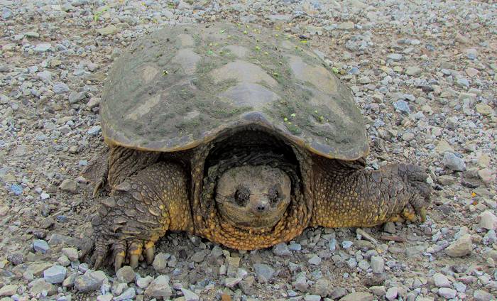 Snapping Turtle - Amana, IA