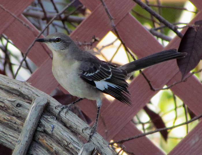 Mocking Bird