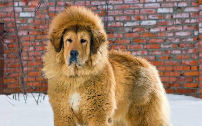 Tibetan Mastiff