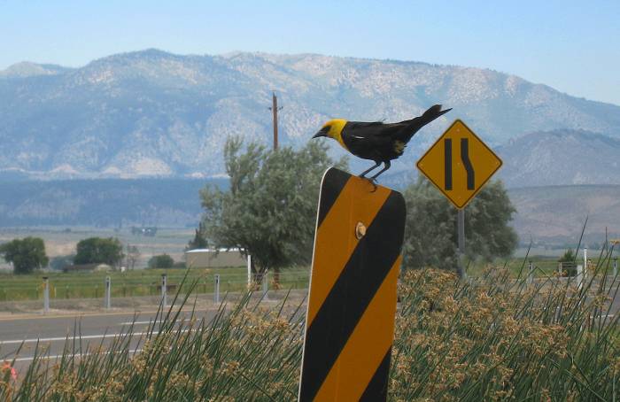 Yellow Headed Black Bird