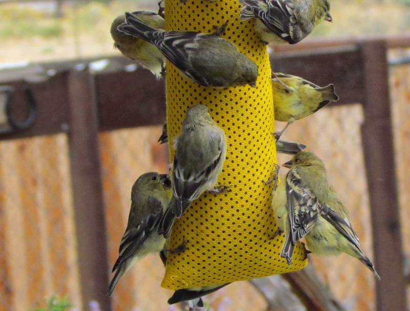 Lesser Goldfinch