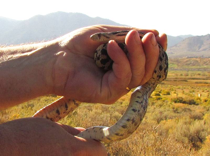 Gopher Snake