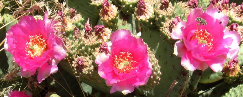 Opuntia