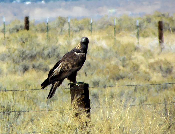 Gold Eagle - Minden,  Nevada