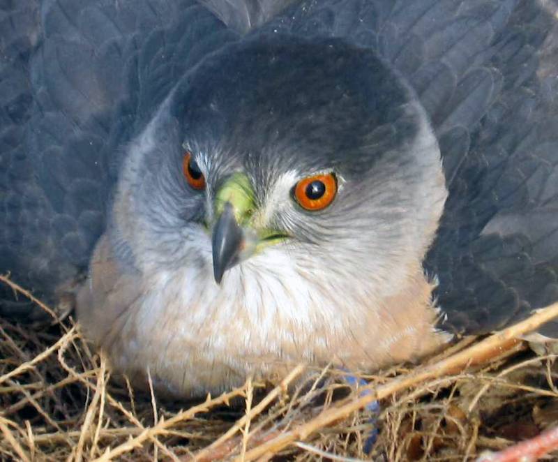 Coopers Hawk