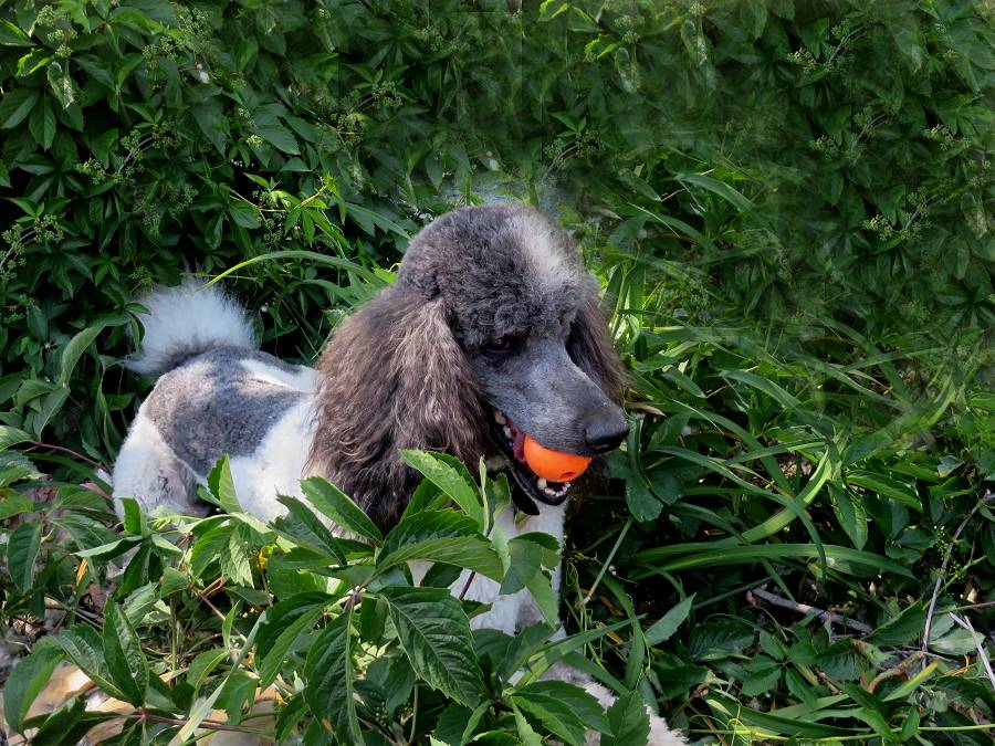 Poodles in the Grass