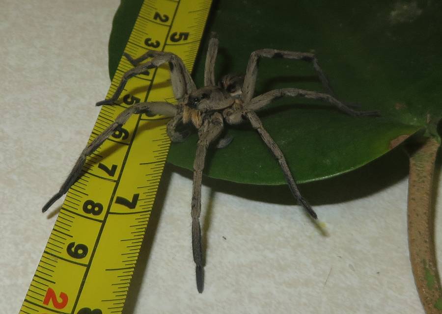 Wolf Spider