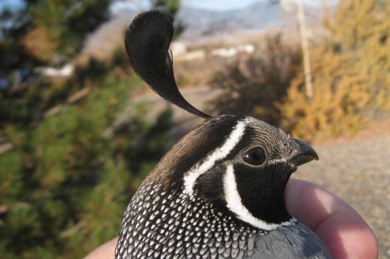 California Quail from the Back Yard