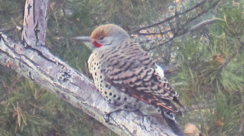 Red Shafted Flicker