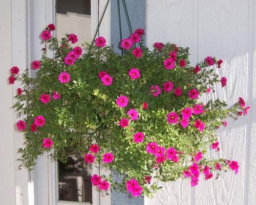 Hanging Miniature Petunia