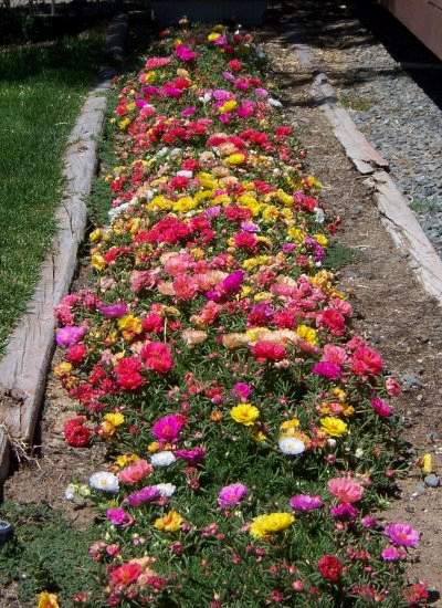 Portulaca