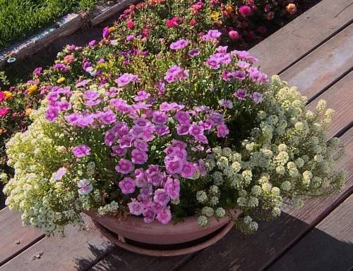 Petunias in Pot