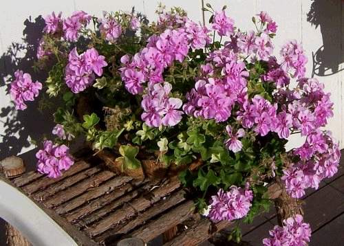 Geranium Pot