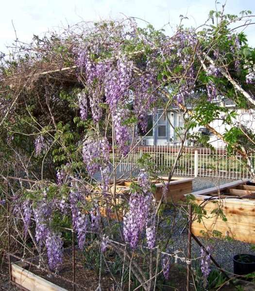 Wisteria