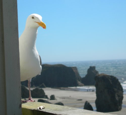 Shy Gull