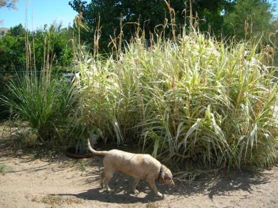 Silver Stripe Bamboo