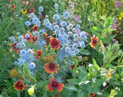 Eryngium