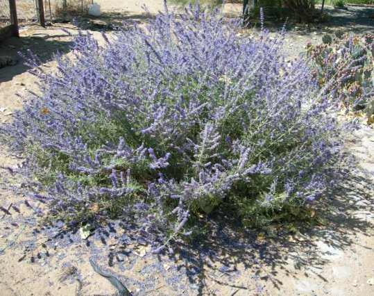 Russian Sage