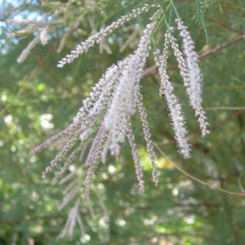 Tamarisk Flower