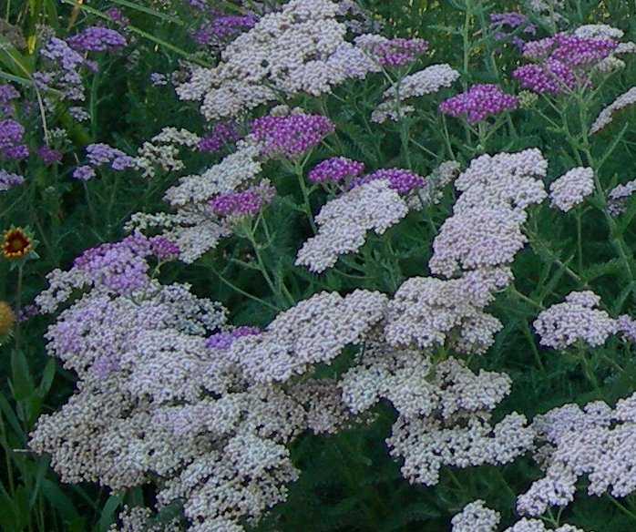 Yarrow