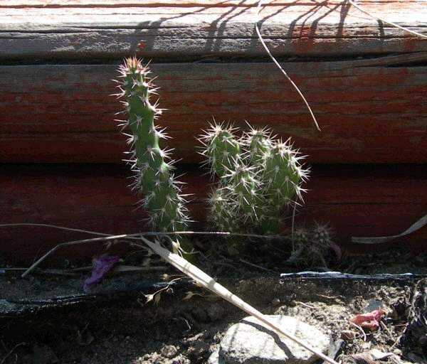 Baby Cacti - 2006